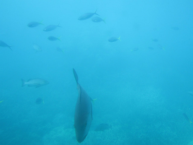 From the observatory