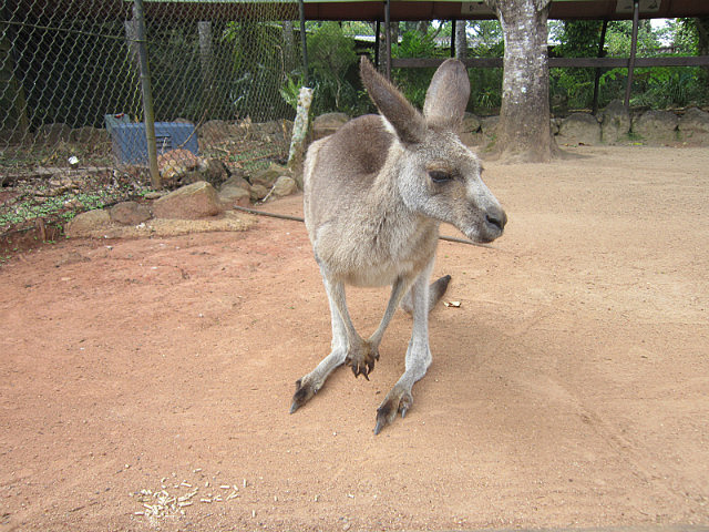 Kangaroo