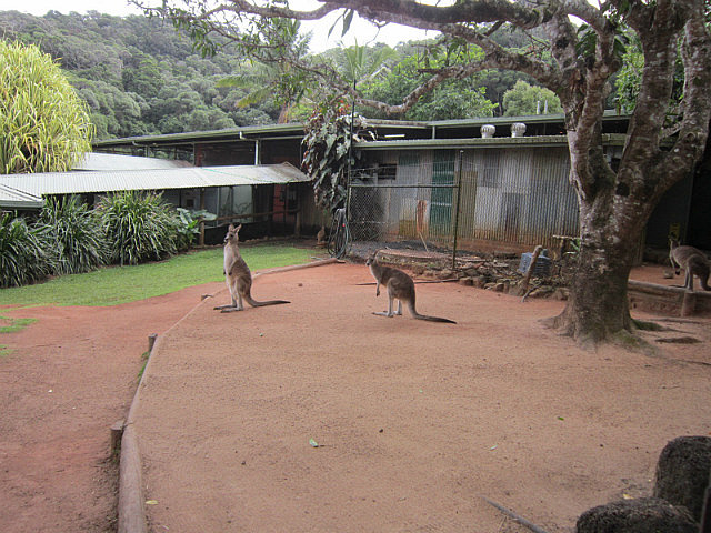 Kangaroos