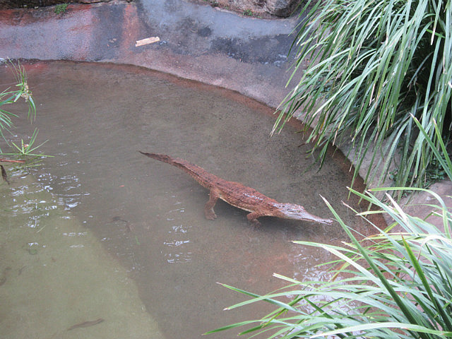 Crocodile