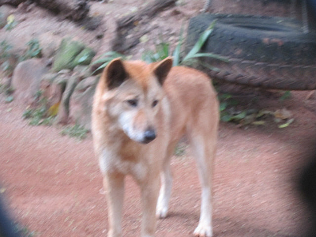 Dingo