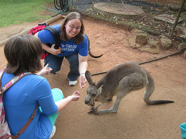 Feeding a kangaroo