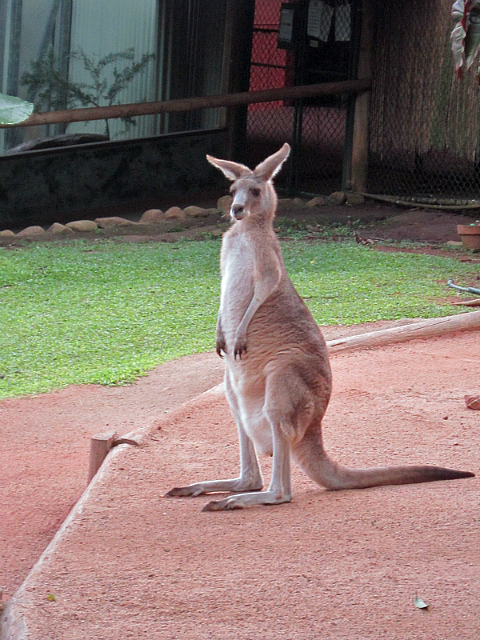 Kangaroo