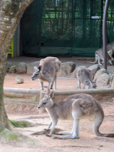 Kangaroos