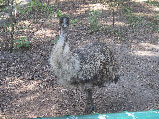 Evil Emu