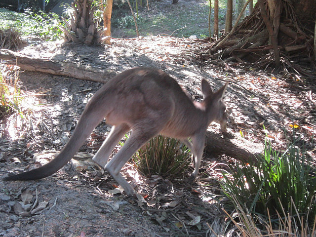 Hopping kangaroo