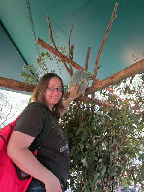 Petting a koala
