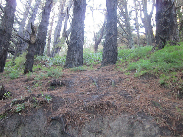 A Shortcut to Mushrooms