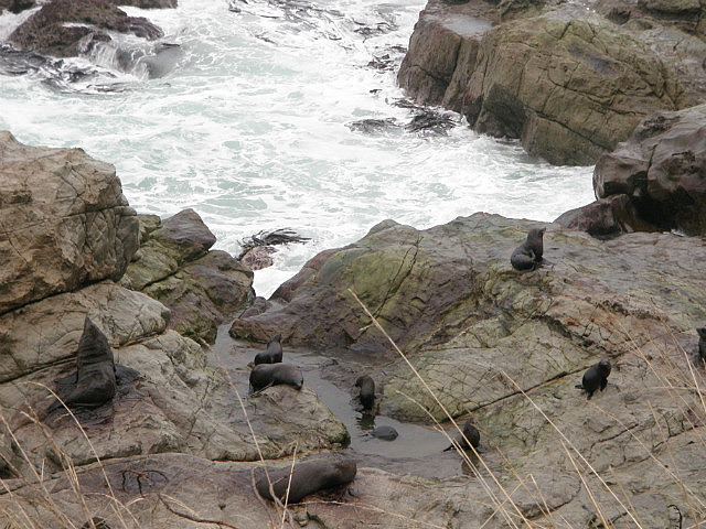 Seals