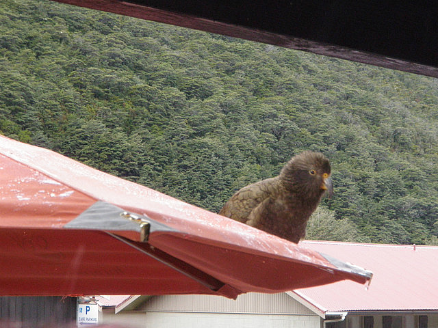 Kea